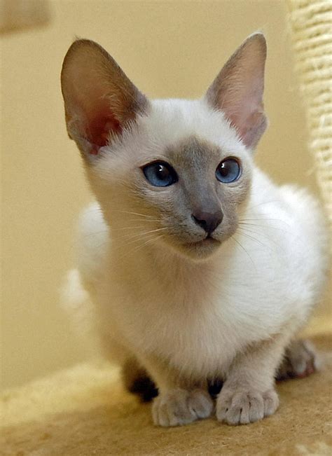 Lilac Point Siamese 2 by photoboater on DeviantArt