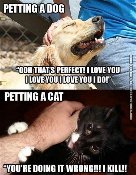 Dog Vs Cats: Who Wins? - Litter Tray | Memes