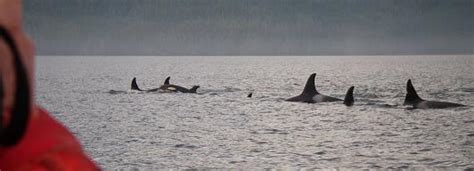 Killer Whales pod A30 | Grizzly Bear Tours & Whale Watching, Knight Inlet