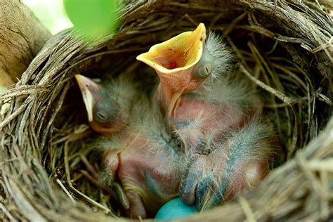 How to Offer Bird-Nesting Materials in Your Garden - The National ...