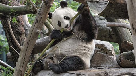 Giant Panda | San Diego Zoo Animals & Plants