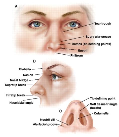 Parts Of A Nose Diagram