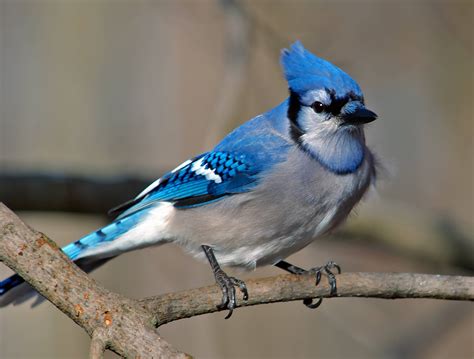 Blue Jay Wallpapers - Wallpaper Cave