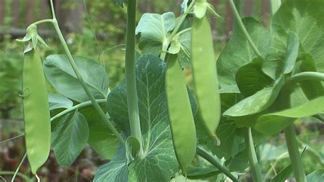 Gregor Mendel, pea plants, and heredity | Britannica