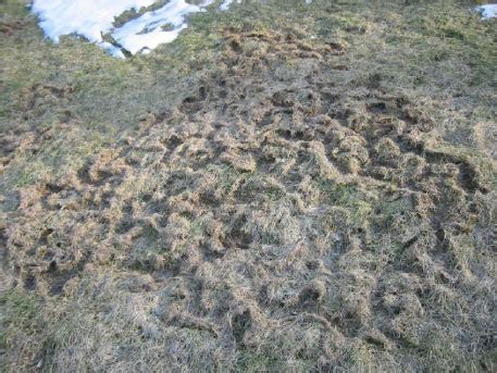 Turf: Vole Damage to Lawns | UMass Center for Agriculture, Food and the ...