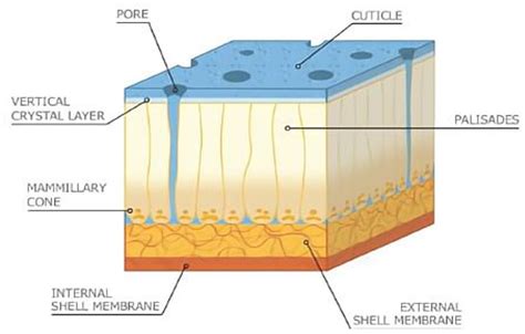 Frontiers | Advances in eggshell membrane separation and solubilization ...