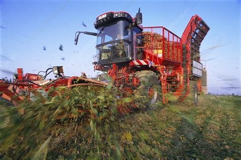 Sugar beet harvesting - Stock Image - E770/1034 - Science Photo Library