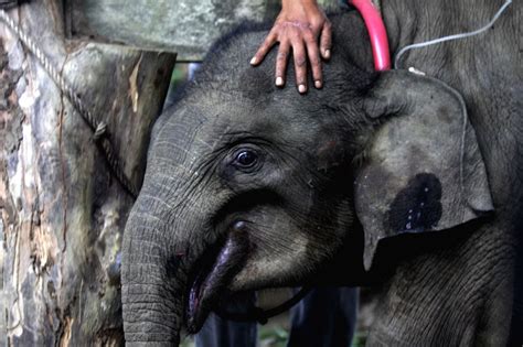 INDONESIA-ACEH-BABY SUMATRAN ELEPHANT