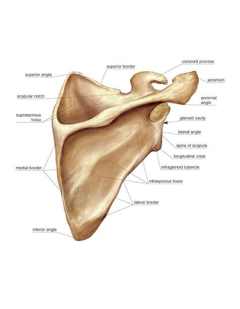 Scapula Anatomy Labeled