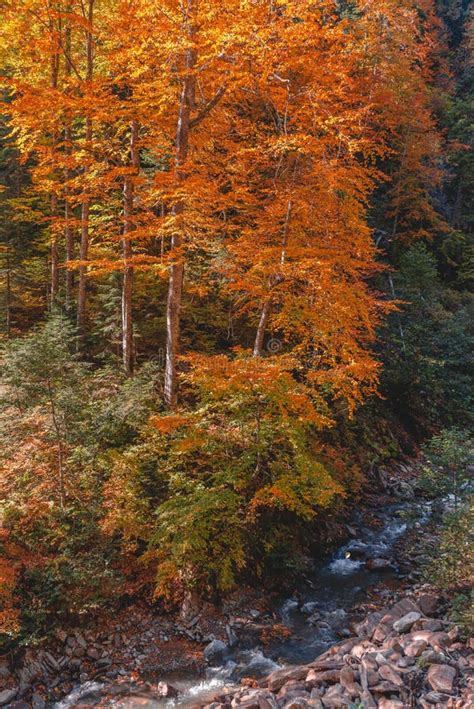 Waterfall in the Autumn Forest. a Creek in Colorful Autumn Stock Image ...