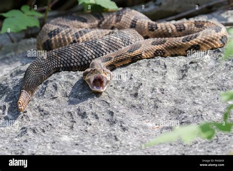 Rattlesnake Fangs Stock Photos & Rattlesnake Fangs Stock Images - Alamy