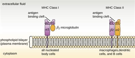 Major Histocompatibility Complexes and Antigen-Presenting Cells ...