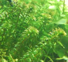 Hydrilla - Lake Weed Harvester