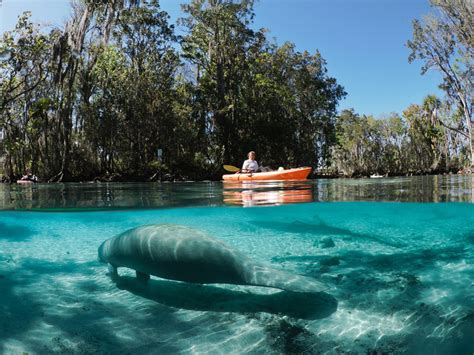 Swim With Manatees at This Stunning Natural Spring in Florida – Trips ...