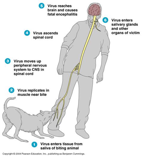 Rabies Virus on emaze