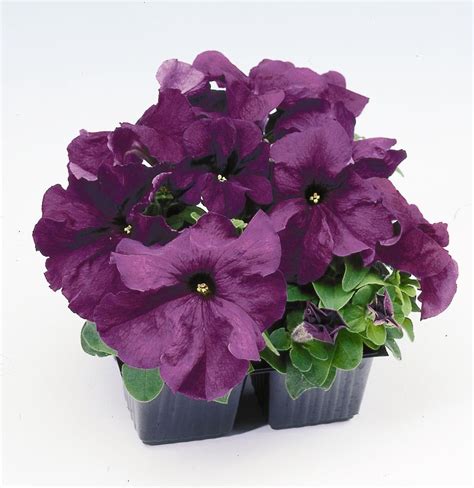 Pelleted Petunia Seeds Limbo Deep Purple 1,000 Bulk Seeds | Flower ...