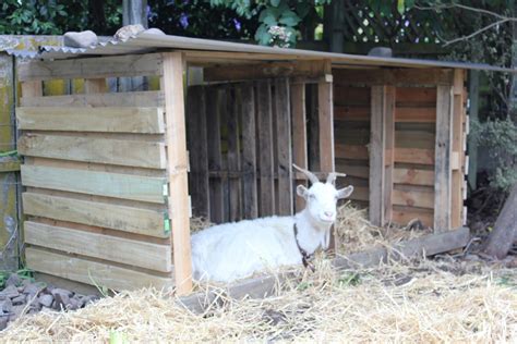 Goat Housing PALLETS | Lolly lazing in her new shelter- I hope she ...