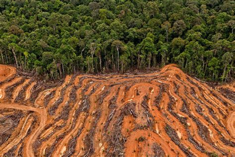 Indonesia’s biofuel bid threatens more deforestation for oil palm ...