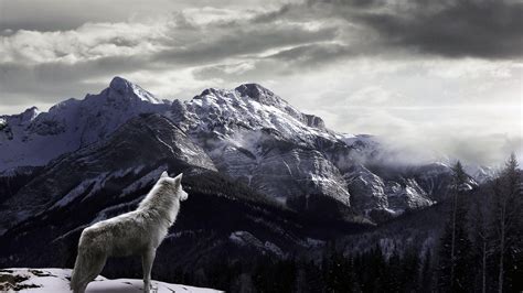 White Wolf Mountain Wallpaper HD - Live Wallpaper HD | Wolf wallpaper ...