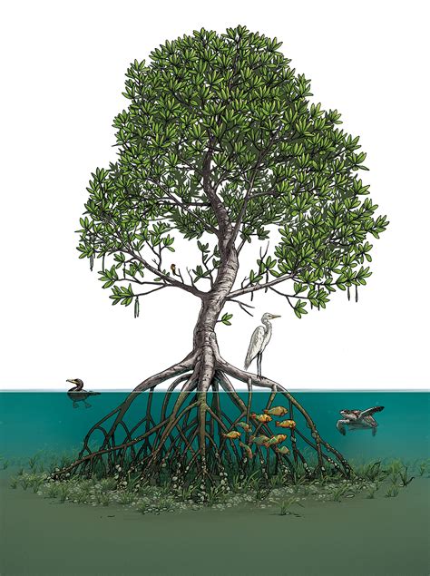 Mangroves - World Wildlife Magazine — Matt Twombly - Illustration and ...