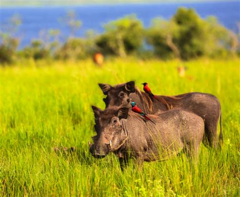 Uganda, Gorillas & Wildlife • Uganda Photographic Safari • Mission 05