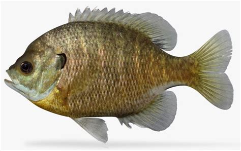 3d lepomis macrochirus bluegill