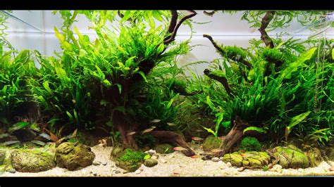 HOW TO: Care for Aquarium Plants - YouTube