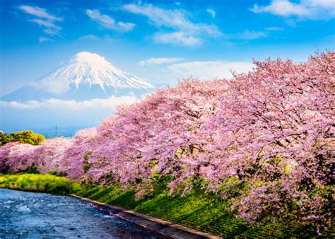 The Best Time of Year To Visit? 15 Reasons We Love Spring in Japan ...