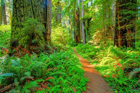 Redwood National Park