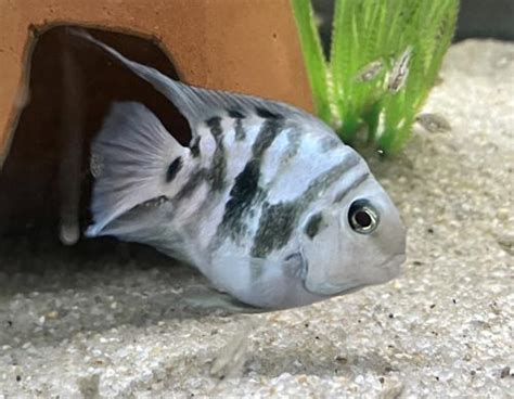 Polar Blue Parrot Cichlid Breeding Pair Tropical Aquarium Fish | Get Gills