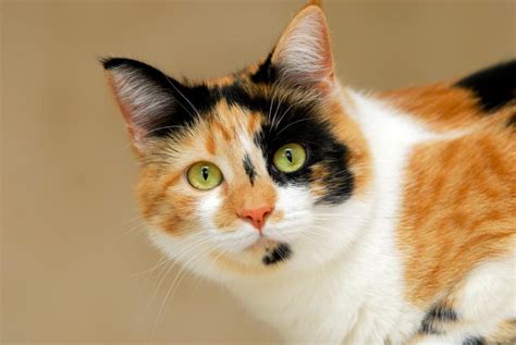 The Amazing Calico Cat - Cat Breeds in photographs