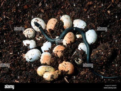 Snake eggs hatching hi-res stock photography and images - Alamy