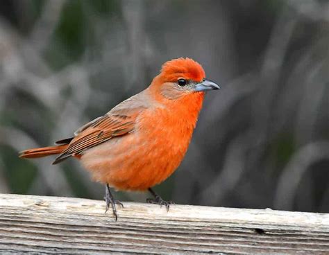 Hepatic Tanager | On The Feeder