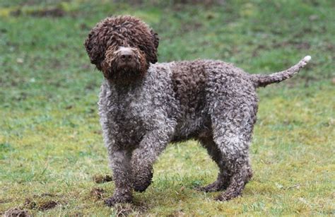 Lagotto Romagnolo Info, Temperament, Grooming, Puppies, Pictures