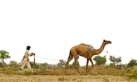 Unbelievable pictures of Thar desert after the rain - Blogs - DAWN.COM