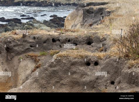 Ground Squirrel Burrows Stock Photo - Alamy