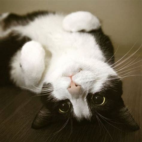 21 Cats Who Love Being Upside Down | Crazy cat humor, Cats, Funny cats