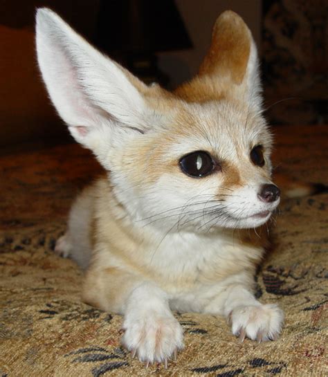 Fox Fennec Fox