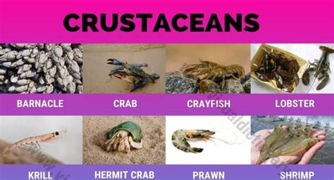 Crustaceans: Useful List of 16 Names of Crustaceans in the World ...