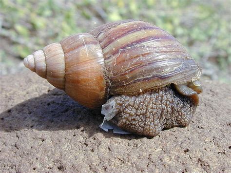 Giant African Land Snail | Animal Wildlife