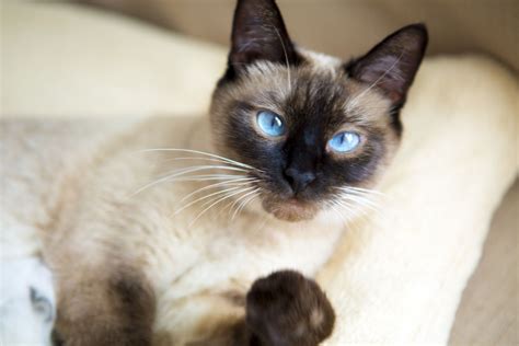 Siamese Cats For Sale | Baltimore, MD #289683 | Petzlover