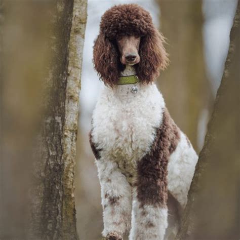 Parti Poodle - Breed Profile & Information - SpiritDog Training