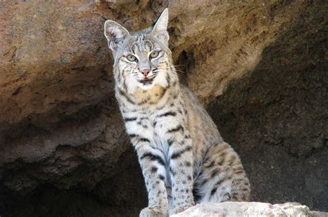 Sonoran Desert Wildlife - DesertUSA