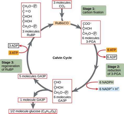 5.12C: The Calvin Cycle - Biology LibreTexts