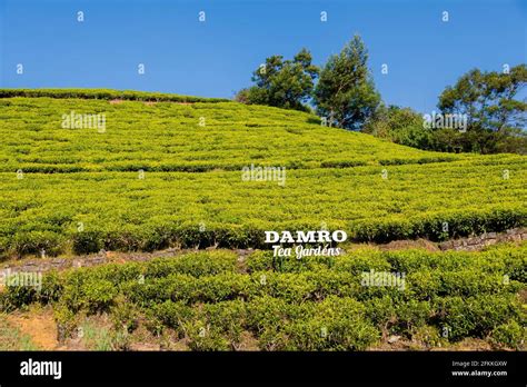 Nuwara Eliya tea fields of Sri Lanka Stock Photo - Alamy