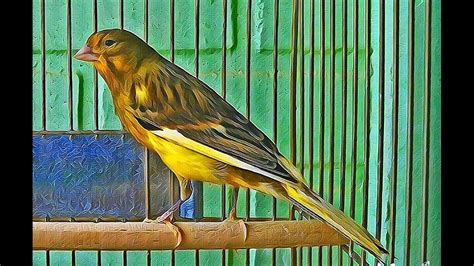 Canary Singing Birds Sounds at Its Best | Melodies Canary Bird Song