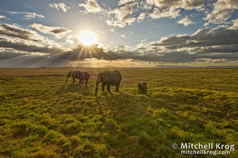 Elephant Sunset Landscape Photo - Amboseli, Kenya