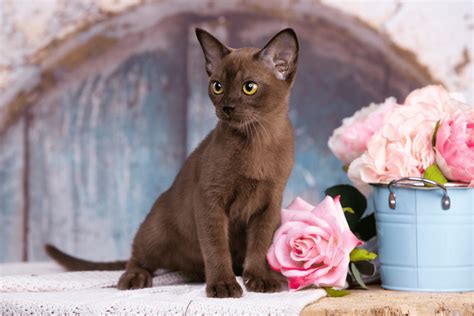 5 Best Burmese Cat Breeders