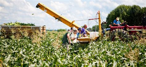 Science of Harvesting Sweet Corn - My Dad's Sweet Corn