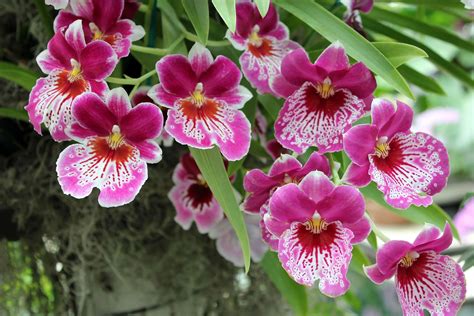 These are the 11 most popular types of Orchids